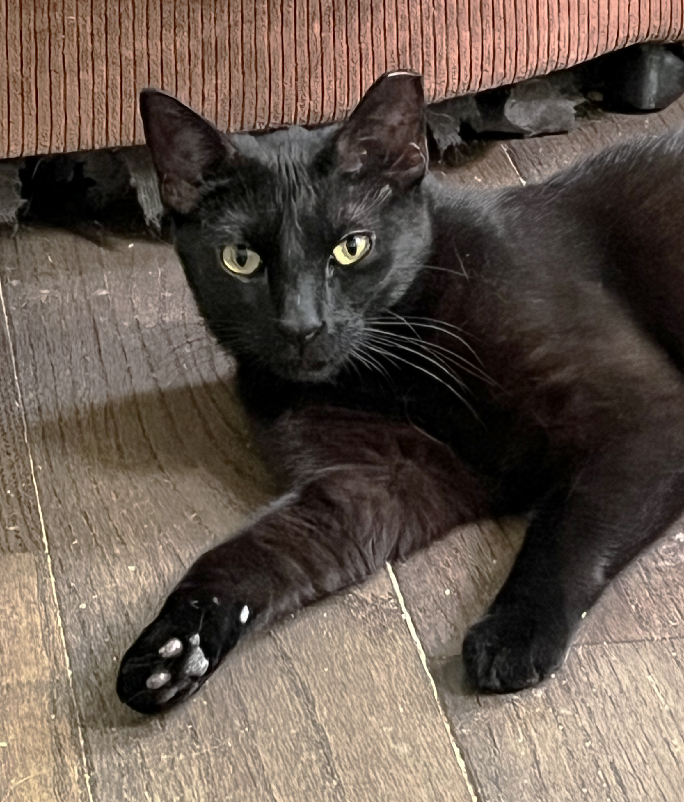 Mica & Milo Delancey, Young Female Domestic Short Hair