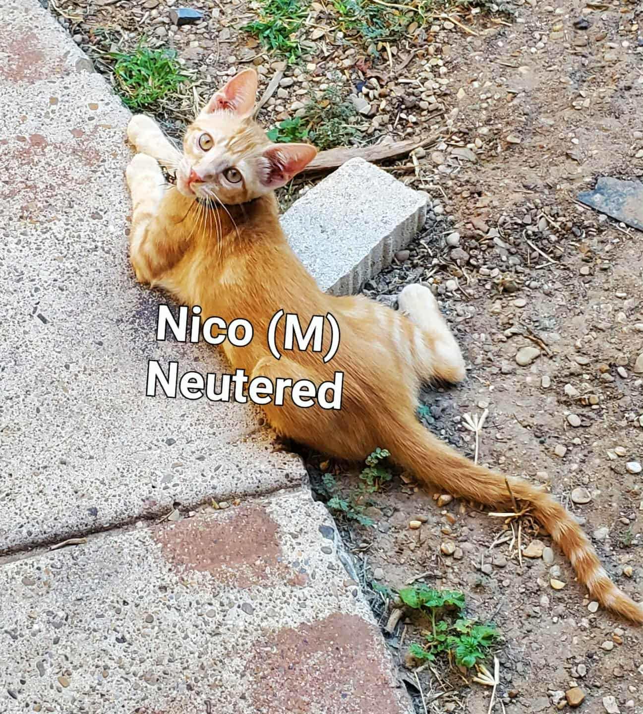 Nico