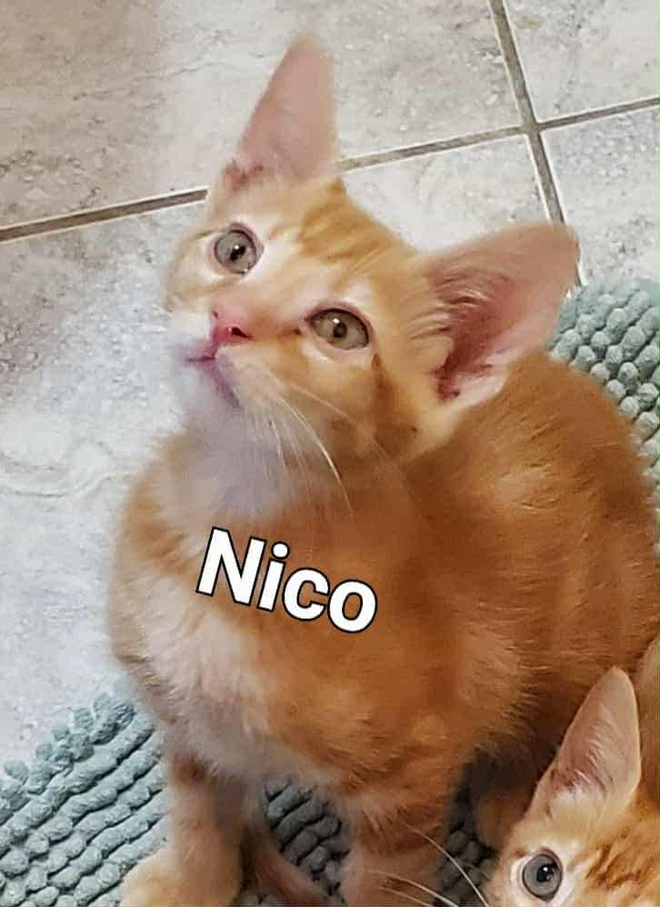 Nico