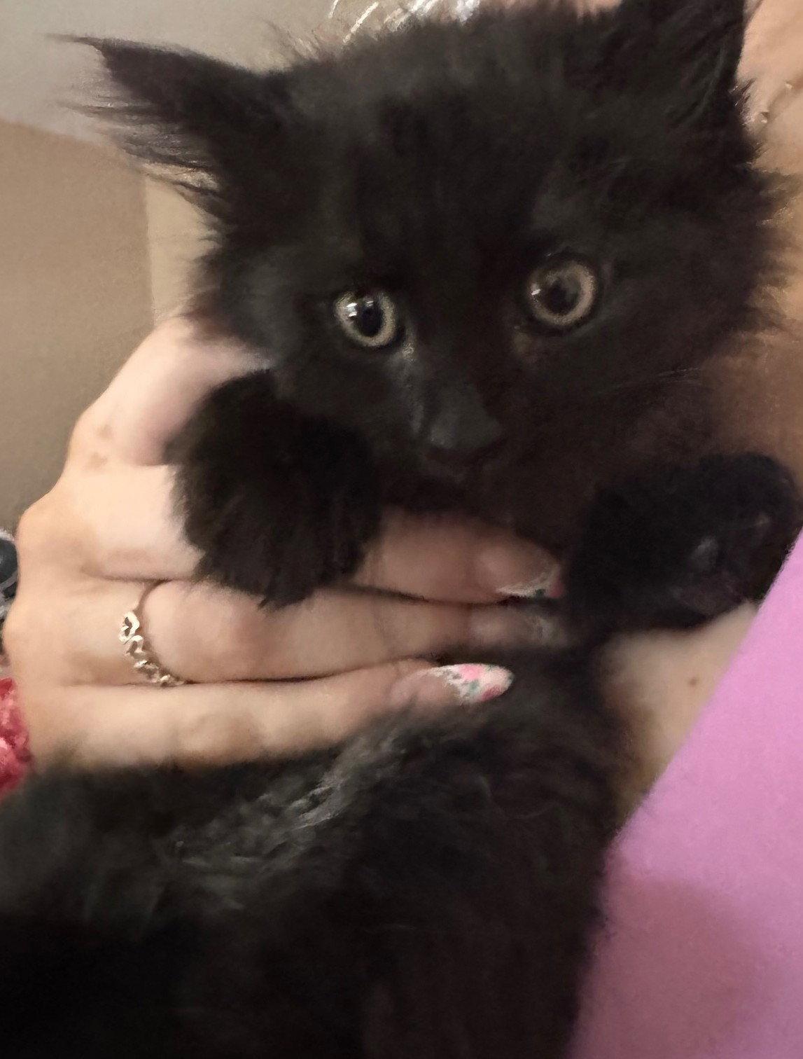 Enlarge Jenny-ADOPTED, a Adopted Domestic Medium Hair in San Jose, CA image 1/2
