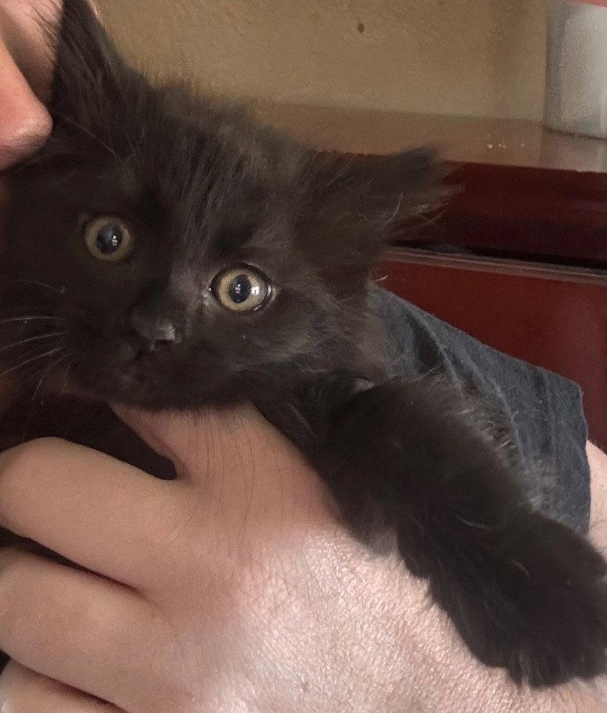 Enlarge Jenny-ADOPTED, a Adopted Domestic Medium Hair in San Jose, CA image 2/2