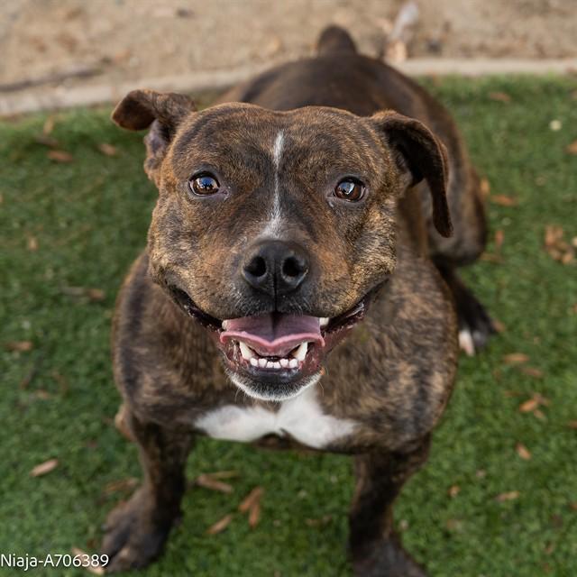 NIAJA, Adoptable, Young Female Staffordshire Bull Terrier.