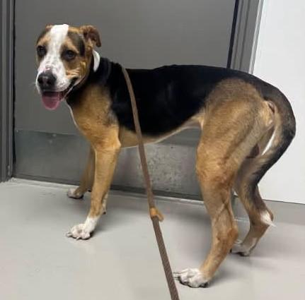 Enlarge Theo, a Adoptable mixed breed in Danville, IN image 1/1