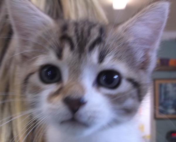 Punky, Adoptable, Senior Female Domestic Short Hair.