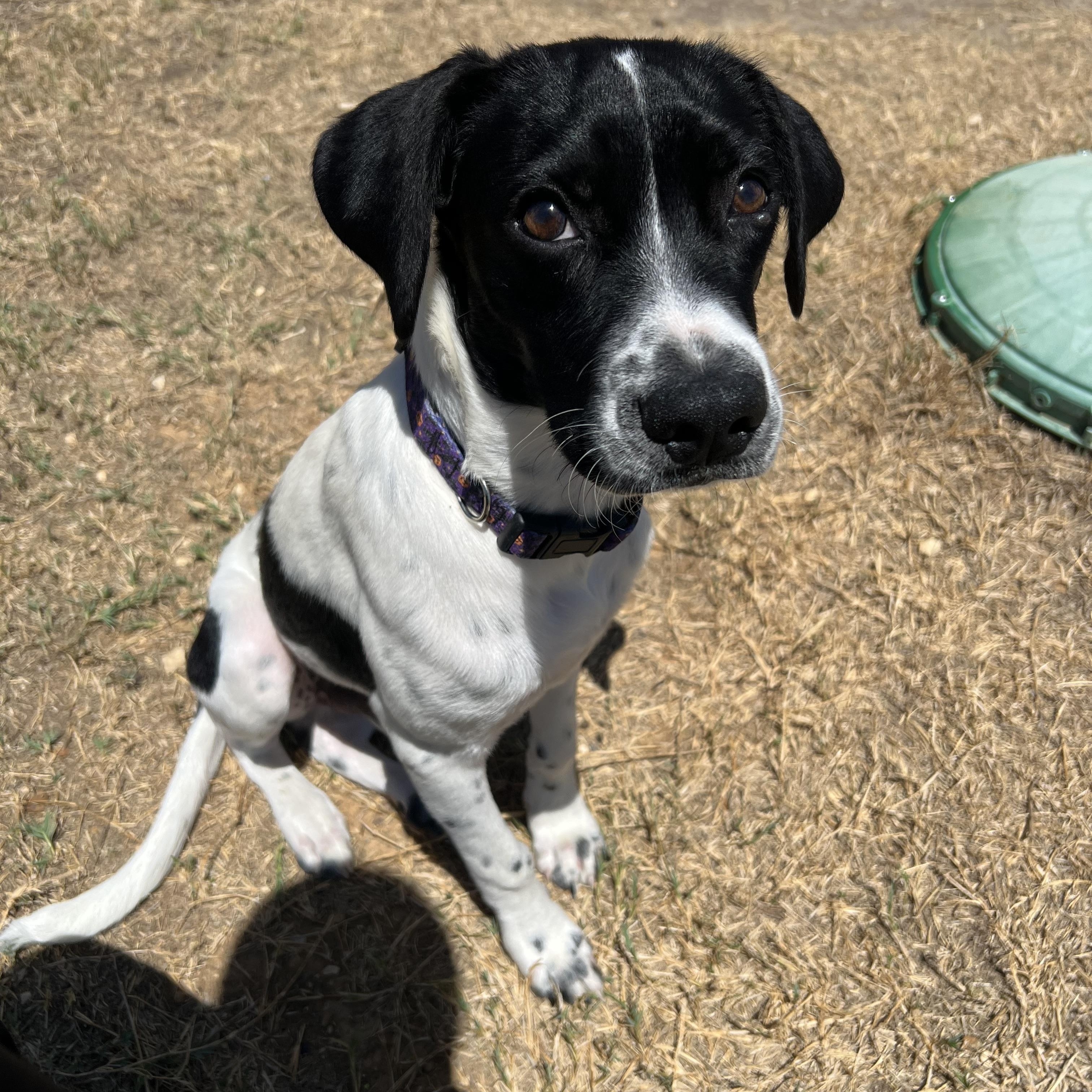 Enlarge Oliver, an adoptable mixed breed in San Antonio, TX image 6/6