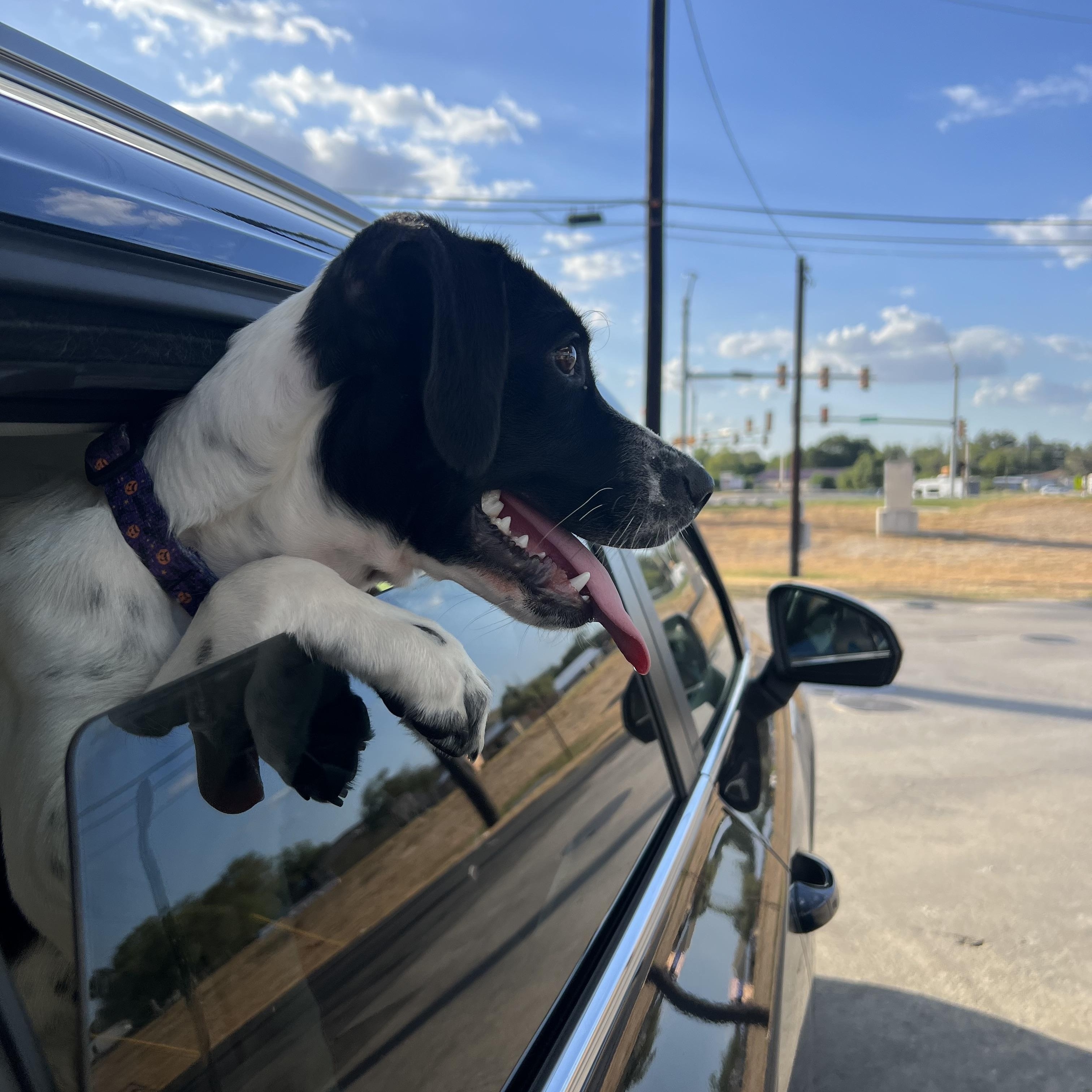 Oliver, a Adoptable mixed breed in San Antonio, TX image 4/6