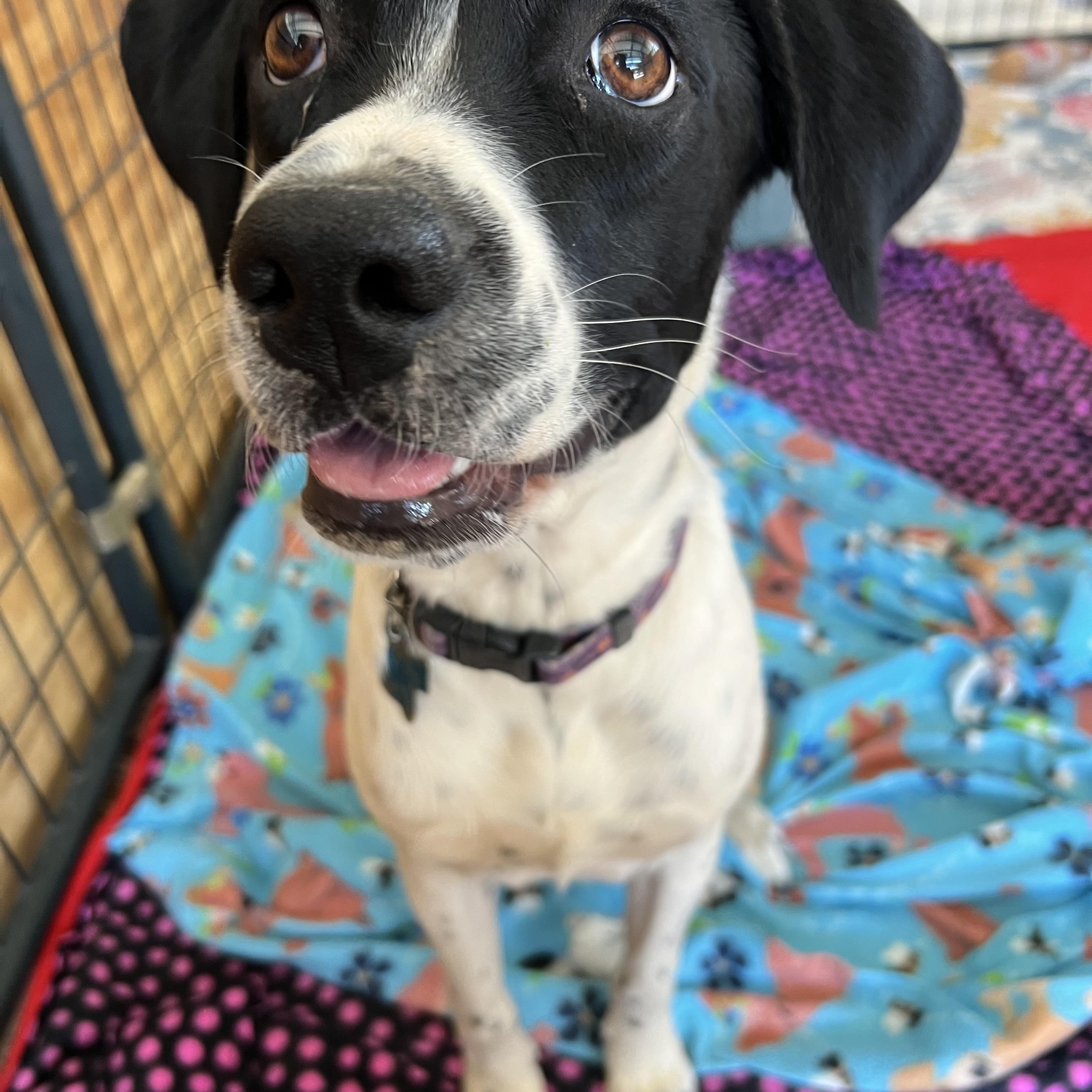 Oliver, a Adoptable mixed breed in San Antonio, TX image 6/6