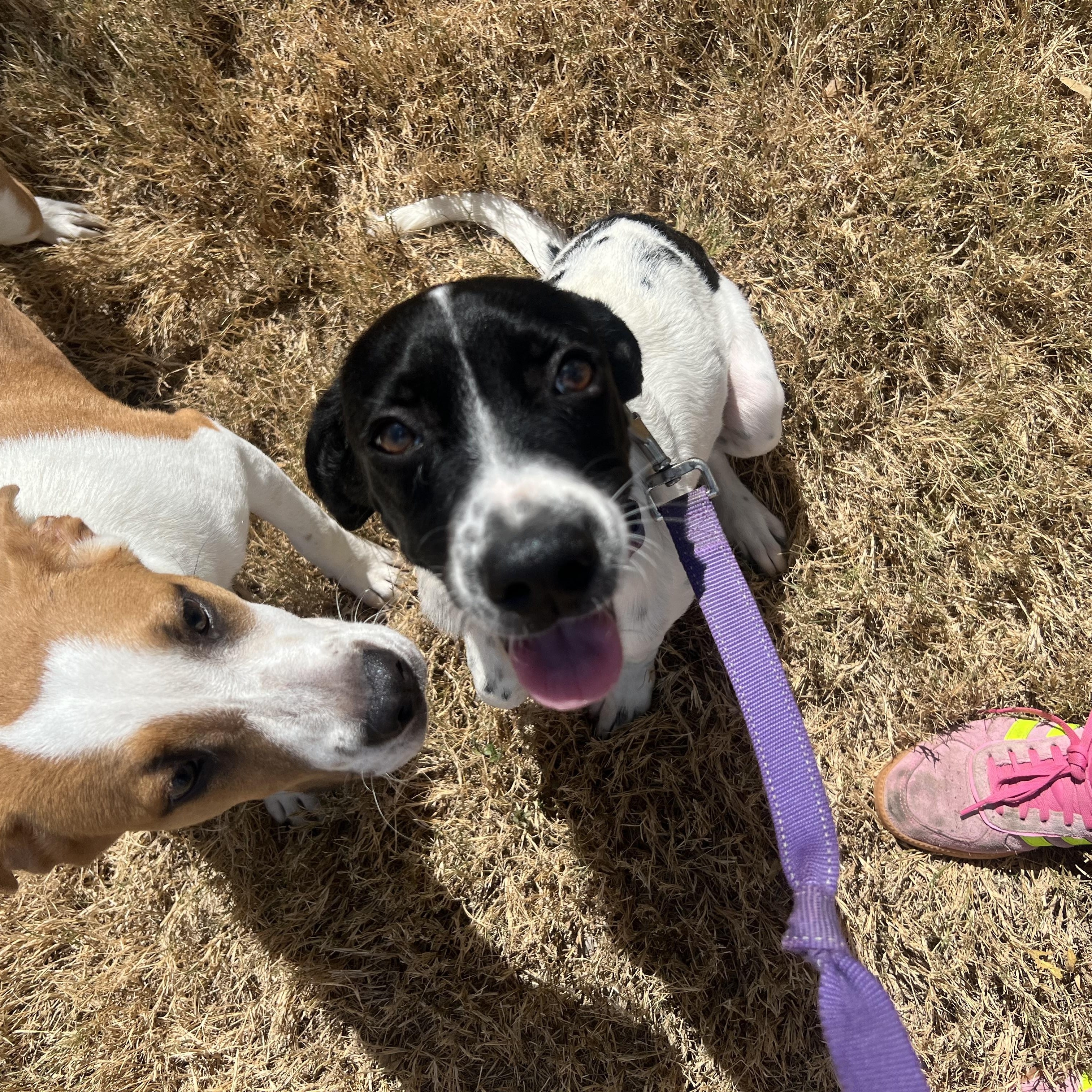 Oliver, a Adoptable mixed breed in San Antonio, TX image 5/6