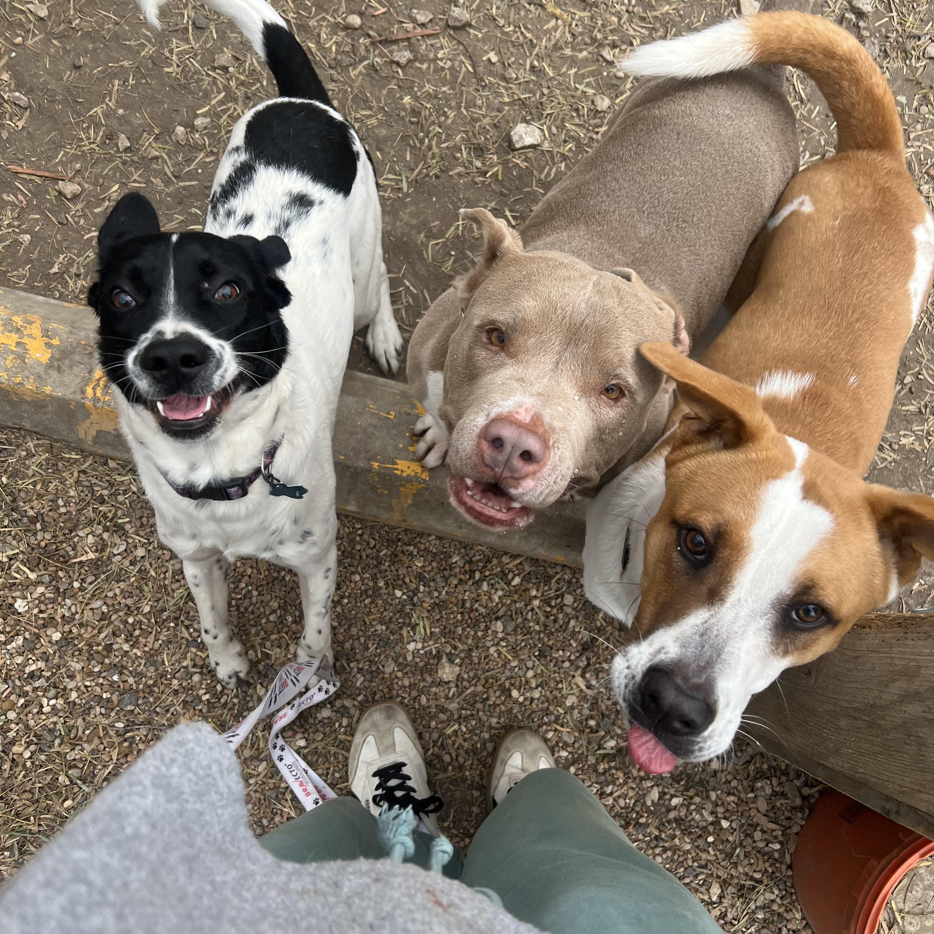 Enlarge Oliver, an adoptable mixed breed in San Antonio, TX image 5/6