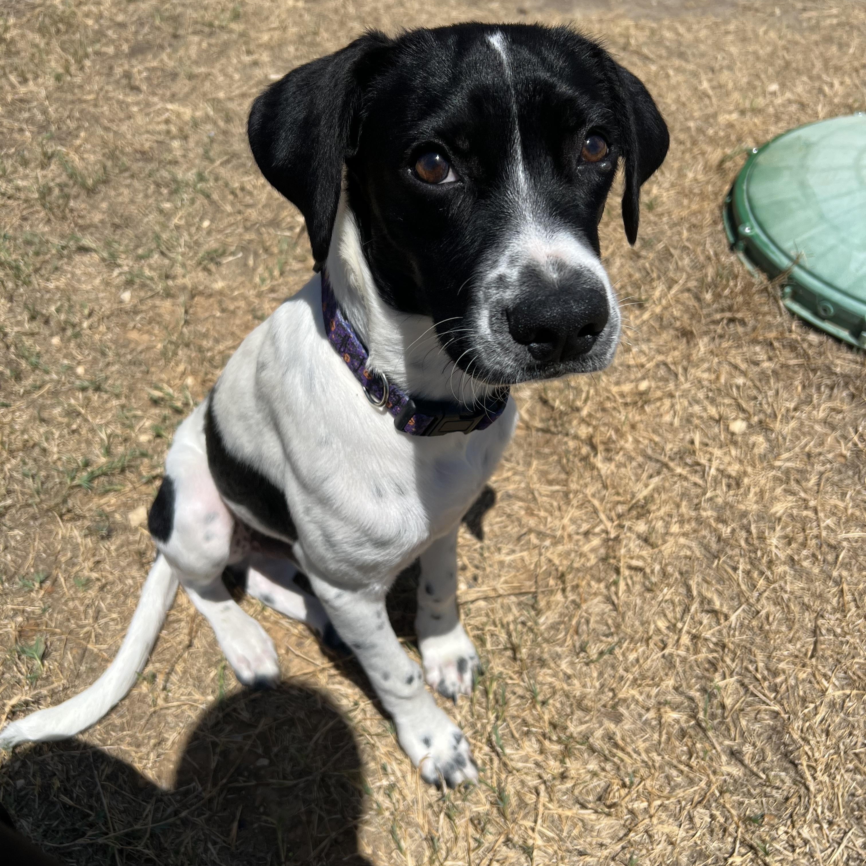 Oliver, a Adoptable mixed breed in San Antonio, TX image 2/6