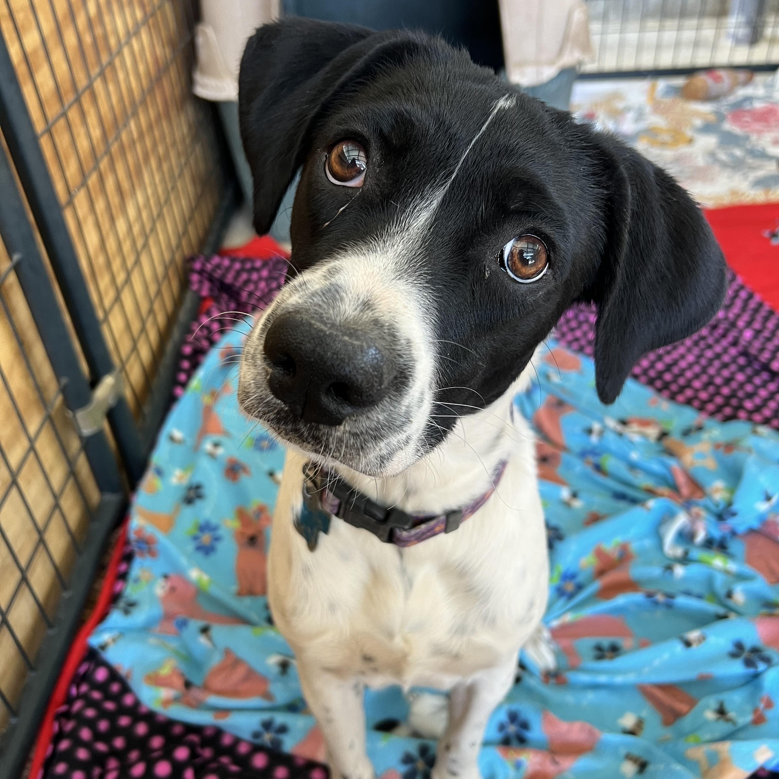 Oliver, a Adoptable mixed breed in San Antonio, TX image 1/6