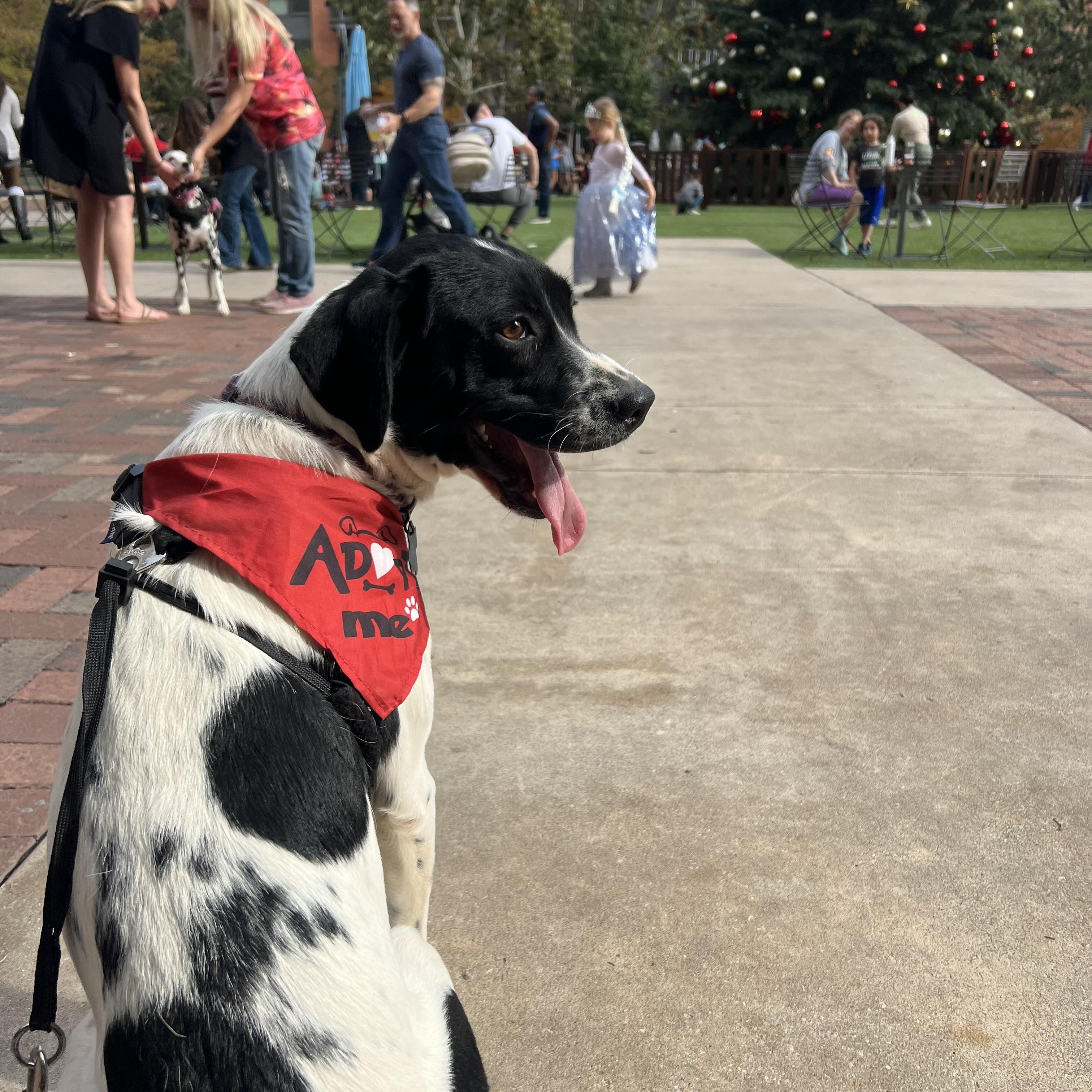 Enlarge Oliver, an adoptable mixed breed in San Antonio, TX image 1/6