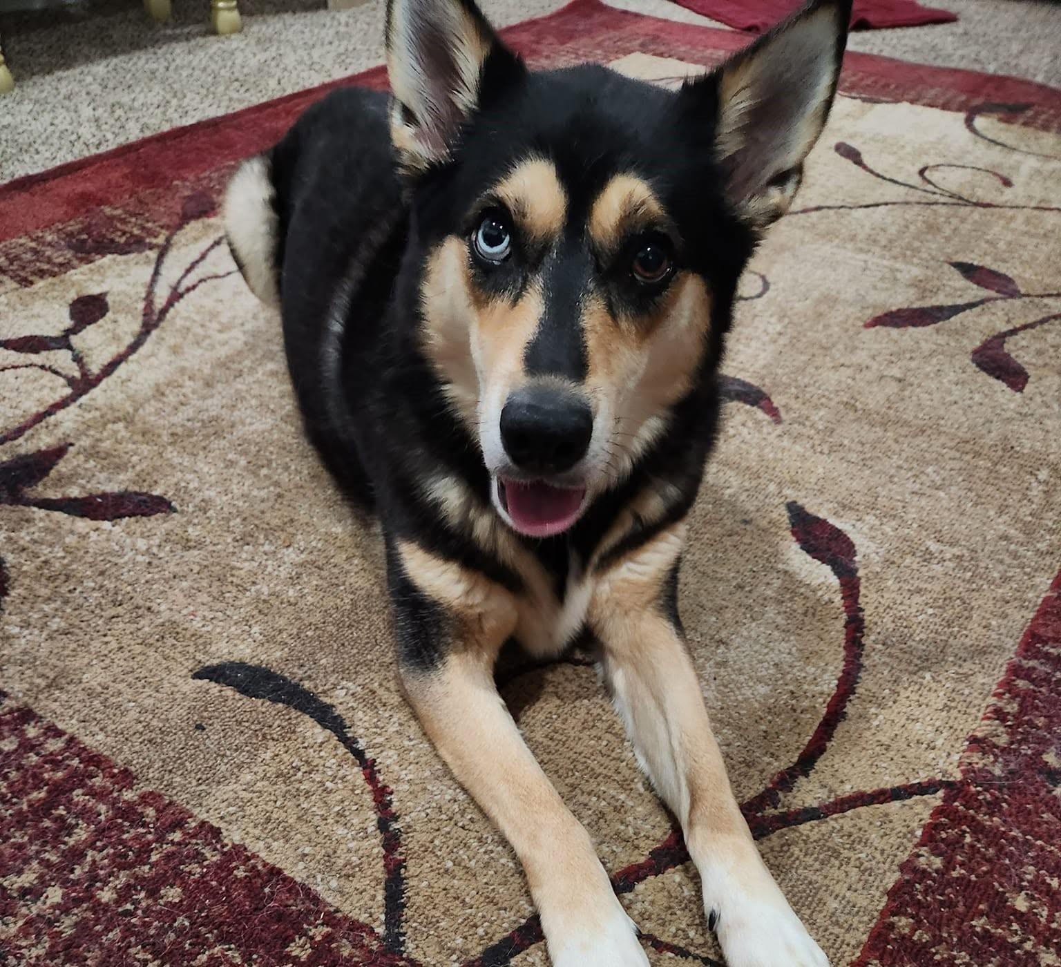 Dallas, Adoptable, Adult Female Siberian Husky & Mixed Breed.