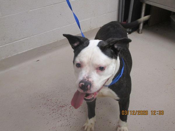 Enlarge Oreo(16), a Adoptable mixed breed in Marietta, GA image 1/1