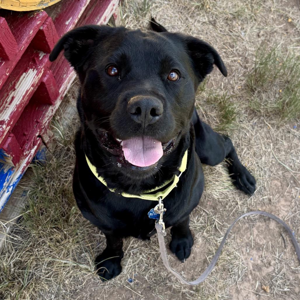 Isabella, a Adoptable mixed breed in Glenwood Springs, CO image 4/6