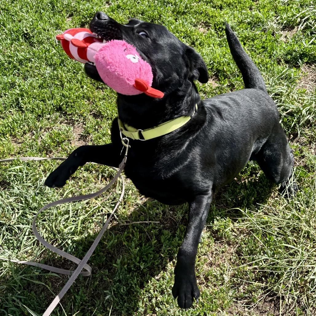 Isabella, a Adoptable mixed breed in Glenwood Springs, CO image 6/6