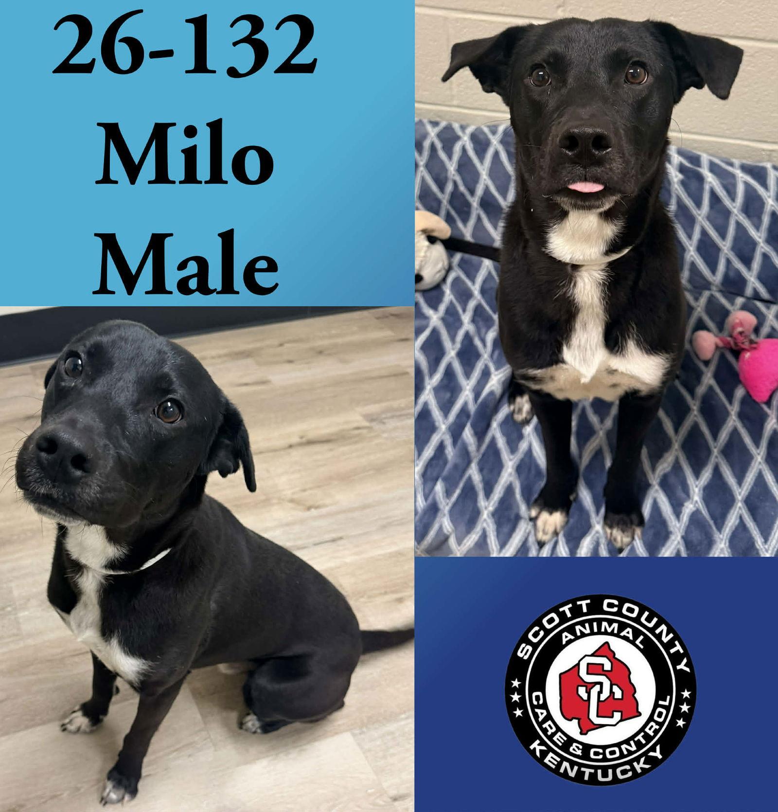 Enlarge Milo, a Adoptable Labrador Retriever in Georgetown, KY image 1/1