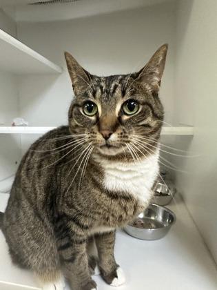 Macchiato, a Adoptable mixed breed in Traverse City, MI image 1/3