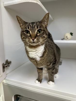 Macchiato, a Adoptable mixed breed in Traverse City, MI image 2/3
