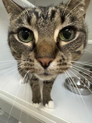 Macchiato, a Adoptable mixed breed in Traverse City, MI image 3/3