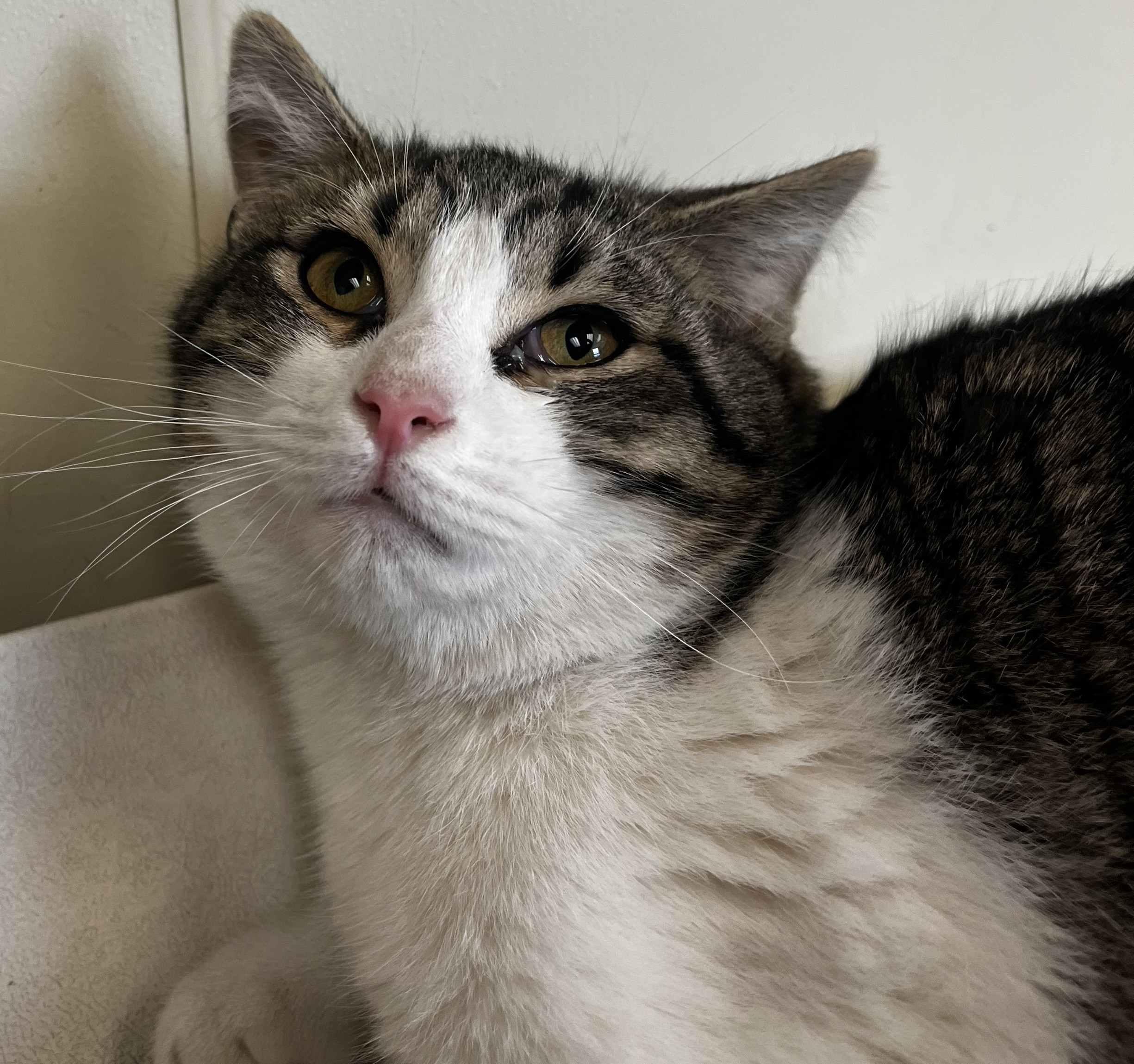 Enlarge Louie, a ADOPTABLE Domestic Short Hair in New Castle, IN image 1/1