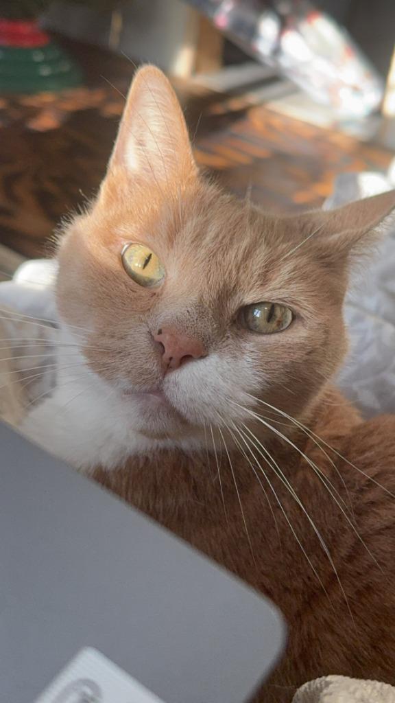 ***Courtesy Listing*** O'Malley, Adoptable, Adult Male Domestic Medium Hair.
