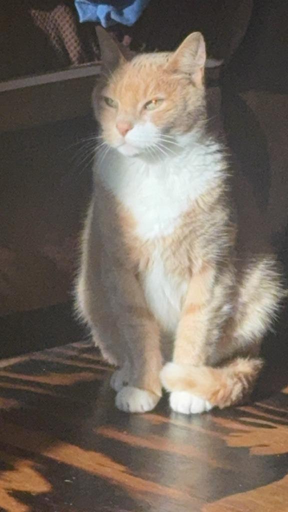 Enlarge ***Courtesy Listing*** O'Malley, a Adoptable mixed breed in Peru, NY image 2/6