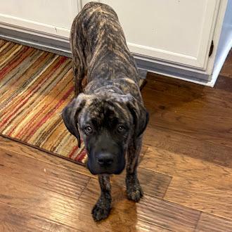 Enlarge Bunny, a Adoptable Cane Corso in Oswego, IL image 1/3