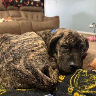 Enlarge Bunny, a Adoptable Cane Corso in Oswego, IL image 2/3