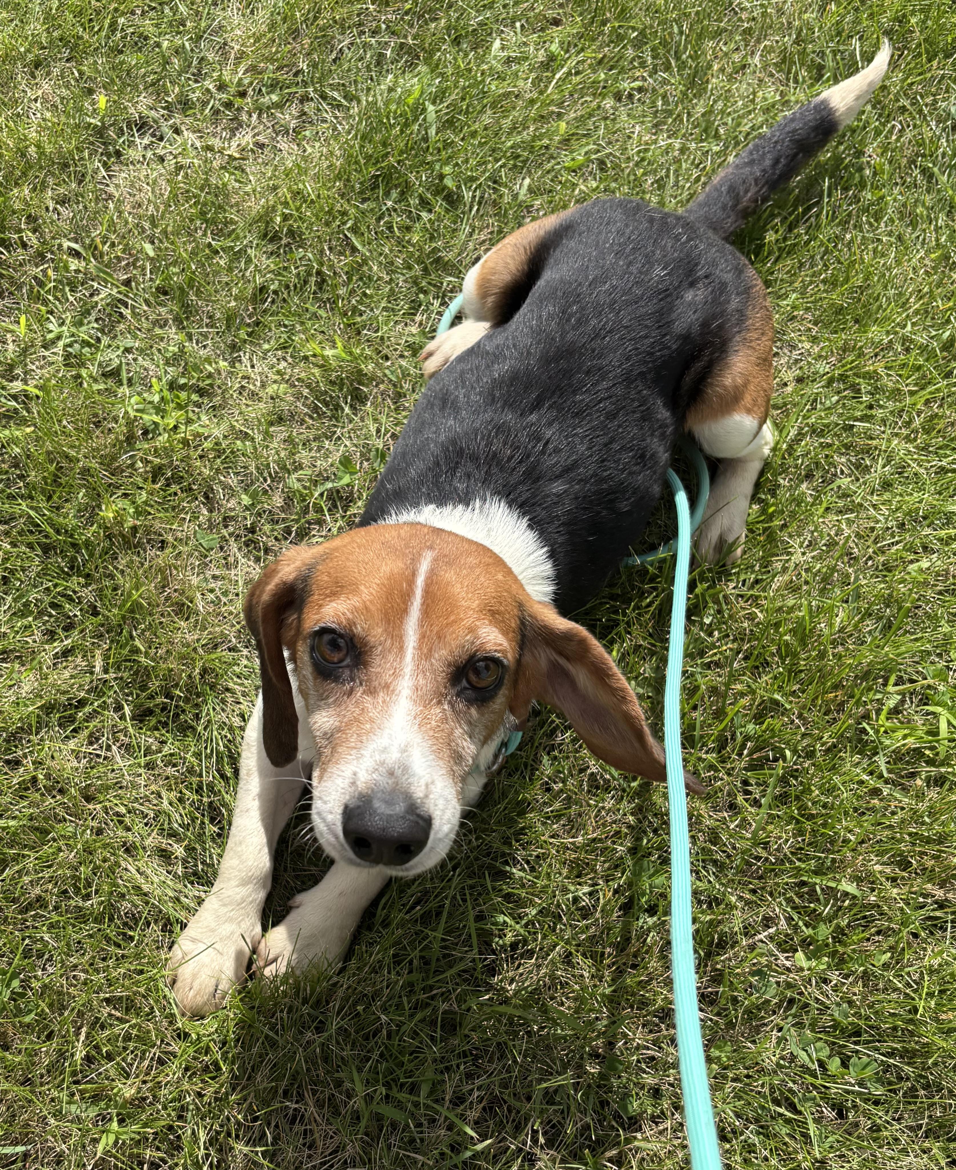 Enlarge Sparky, a ADOPTABLE Beagle in Dixon, IL image 1/1