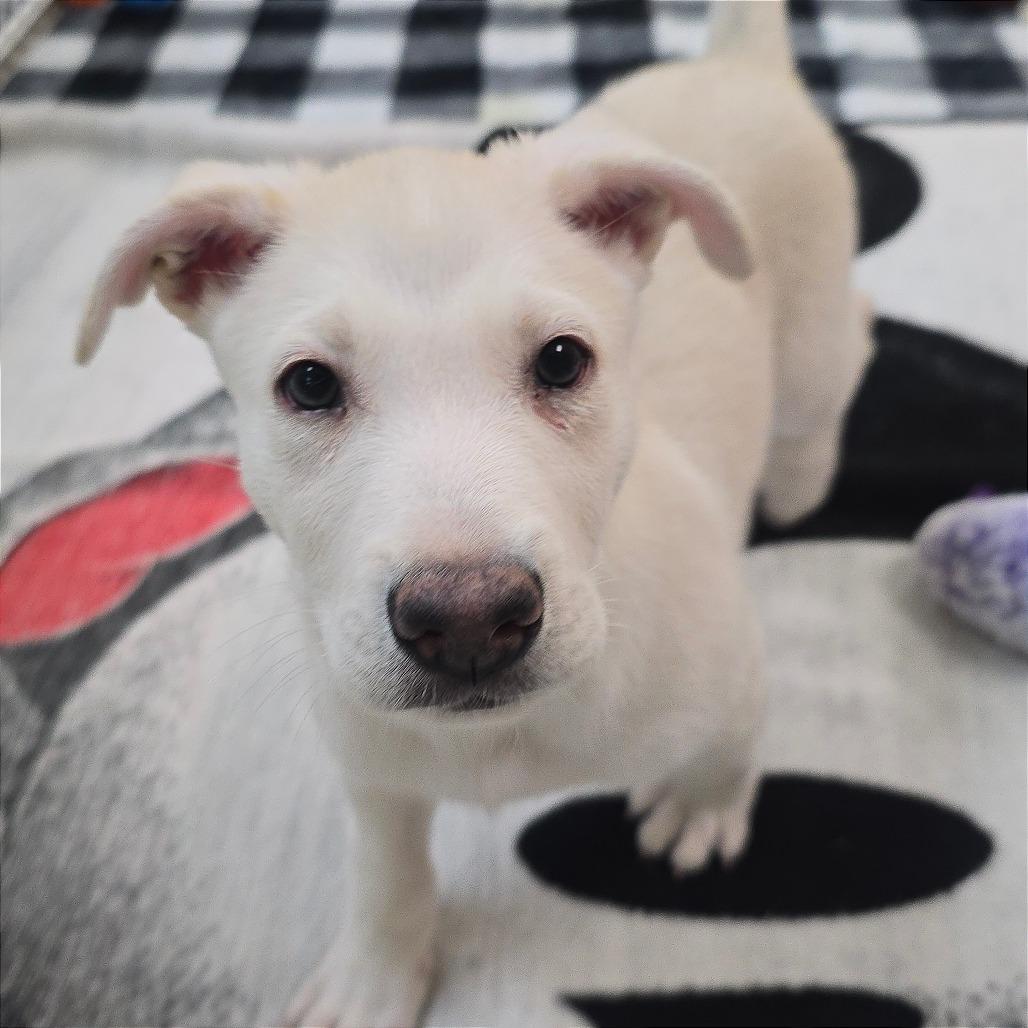 Pink — thumbnail 2