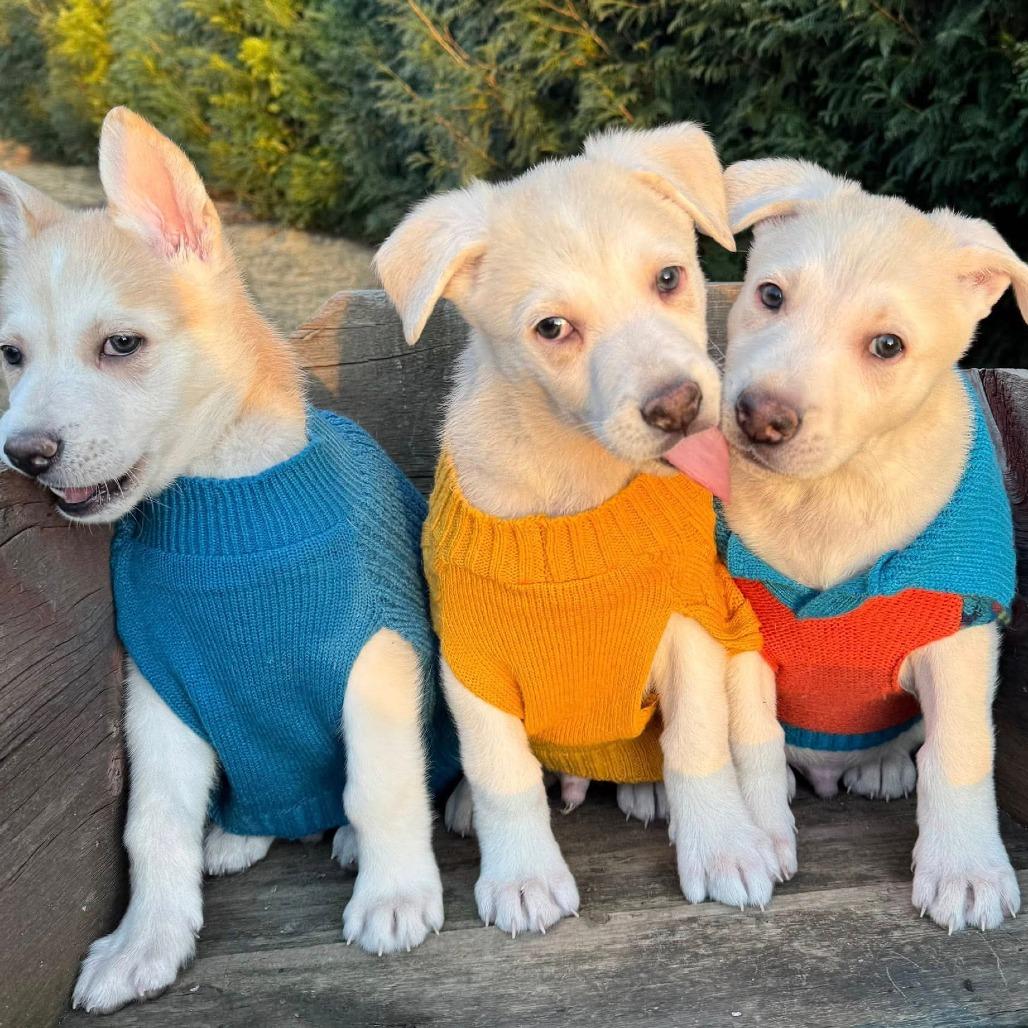 Pink — thumbnail 3