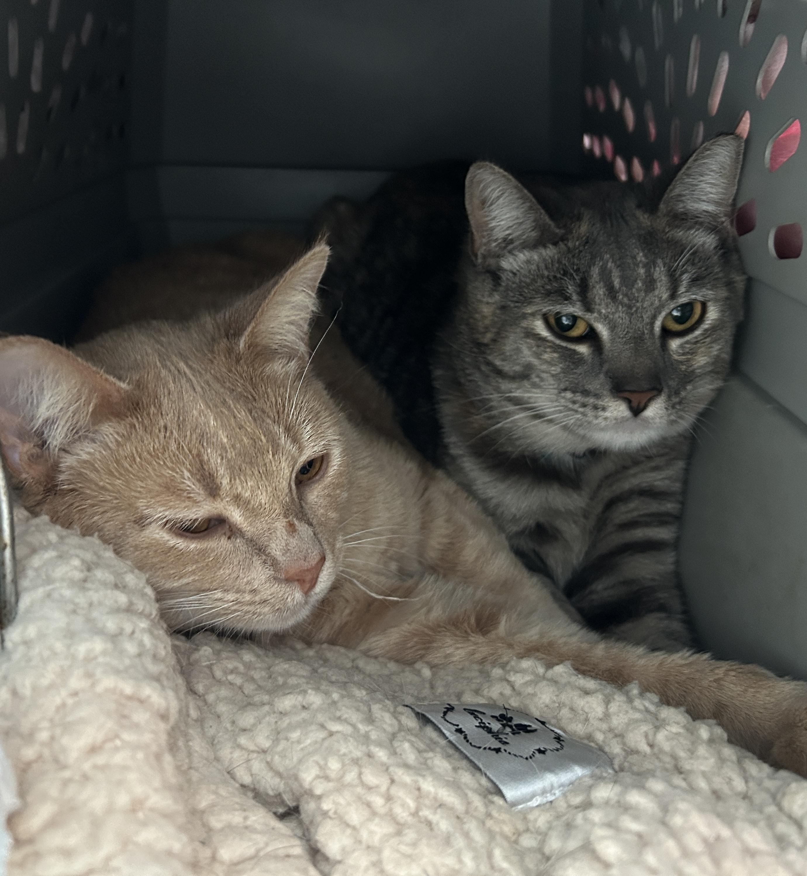 Enlarge Beamer (bonded with Lexus), a Adopted Domestic Short Hair in San Francisco, CA image 1/6