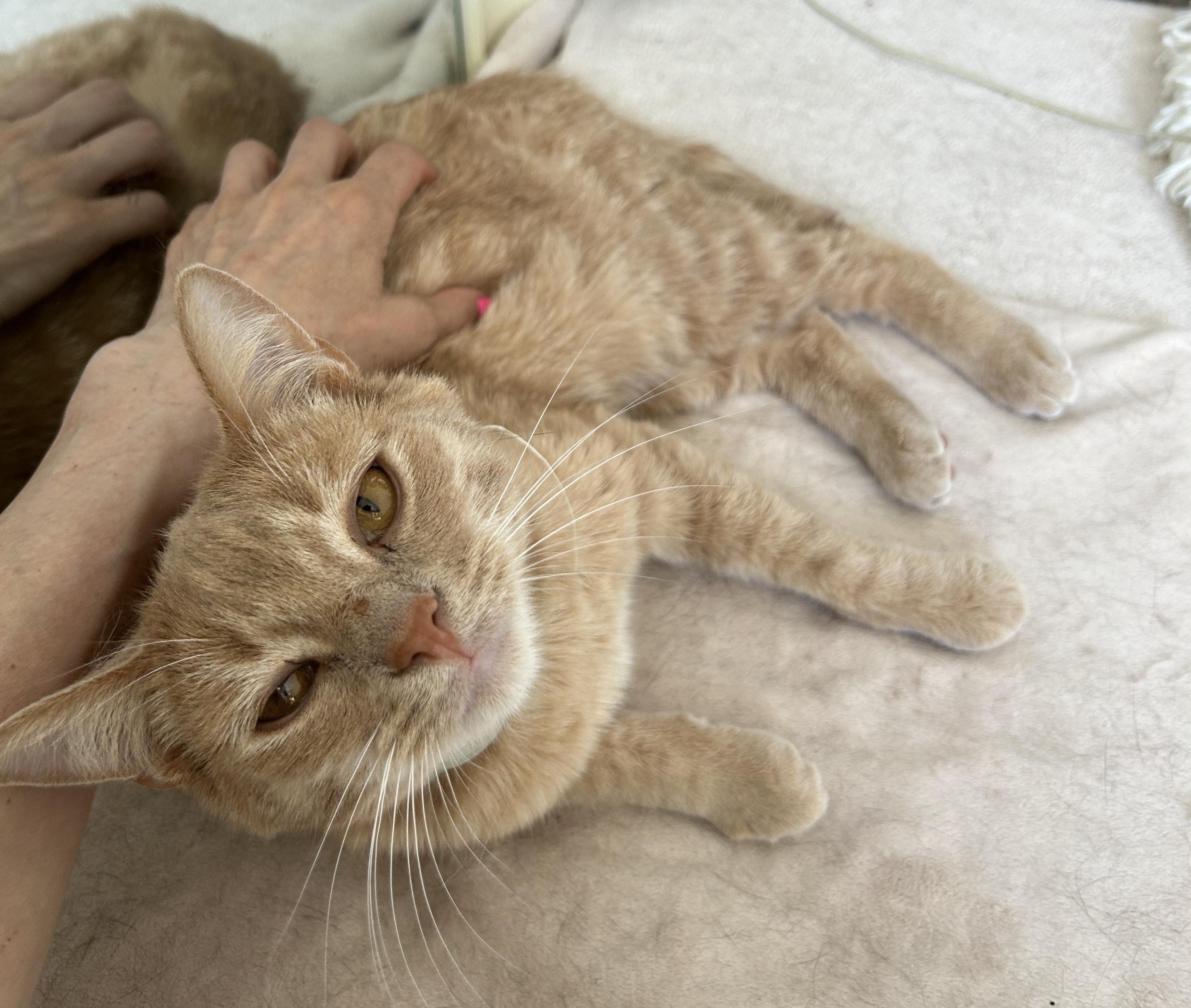 Enlarge Beamer (bonded with Lexus), a Adopted Domestic Short Hair in San Francisco, CA image 2/6