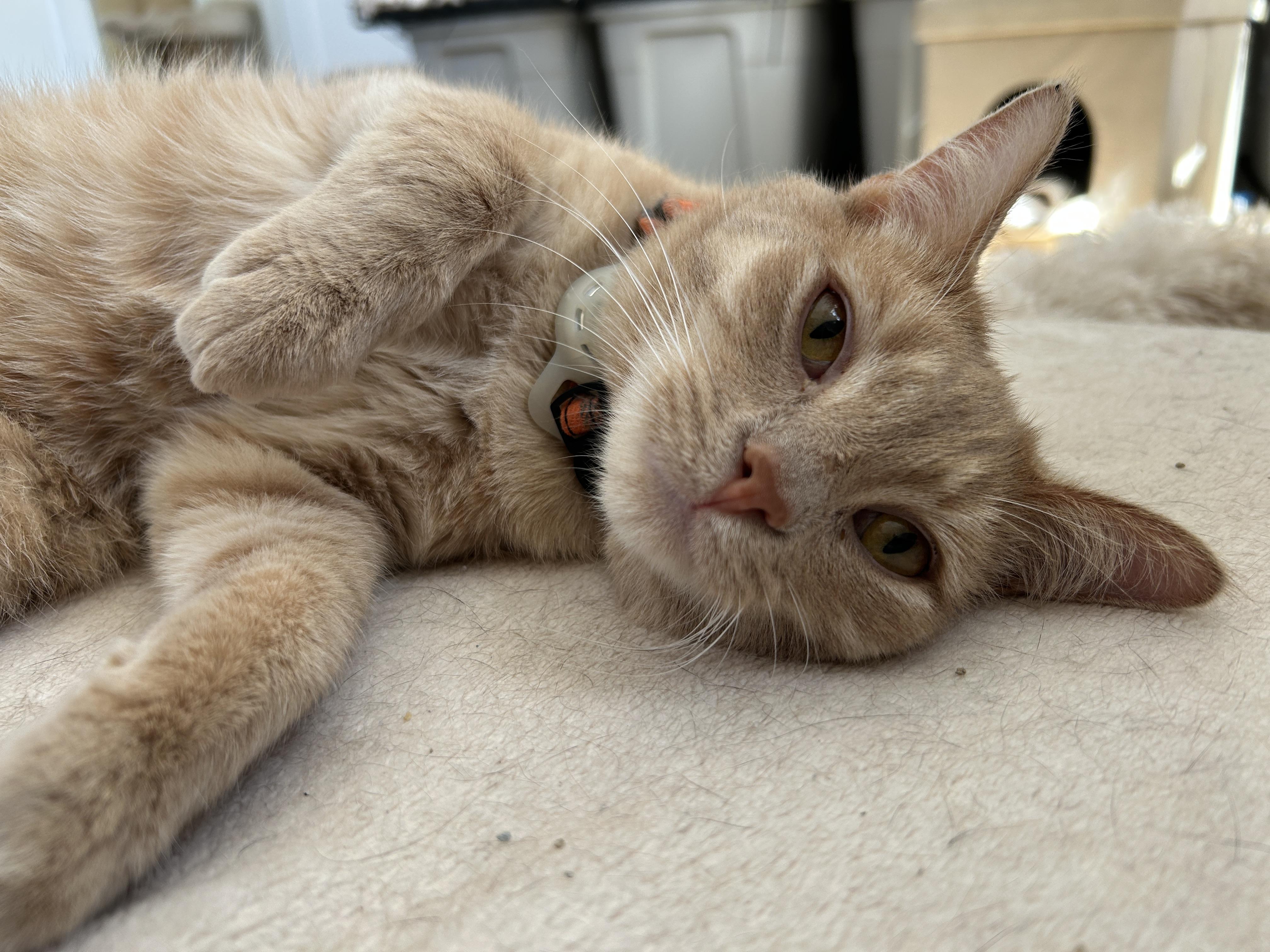 Enlarge Beamer (bonded with Lexus), a Adopted Domestic Short Hair in San Francisco, CA image 3/6