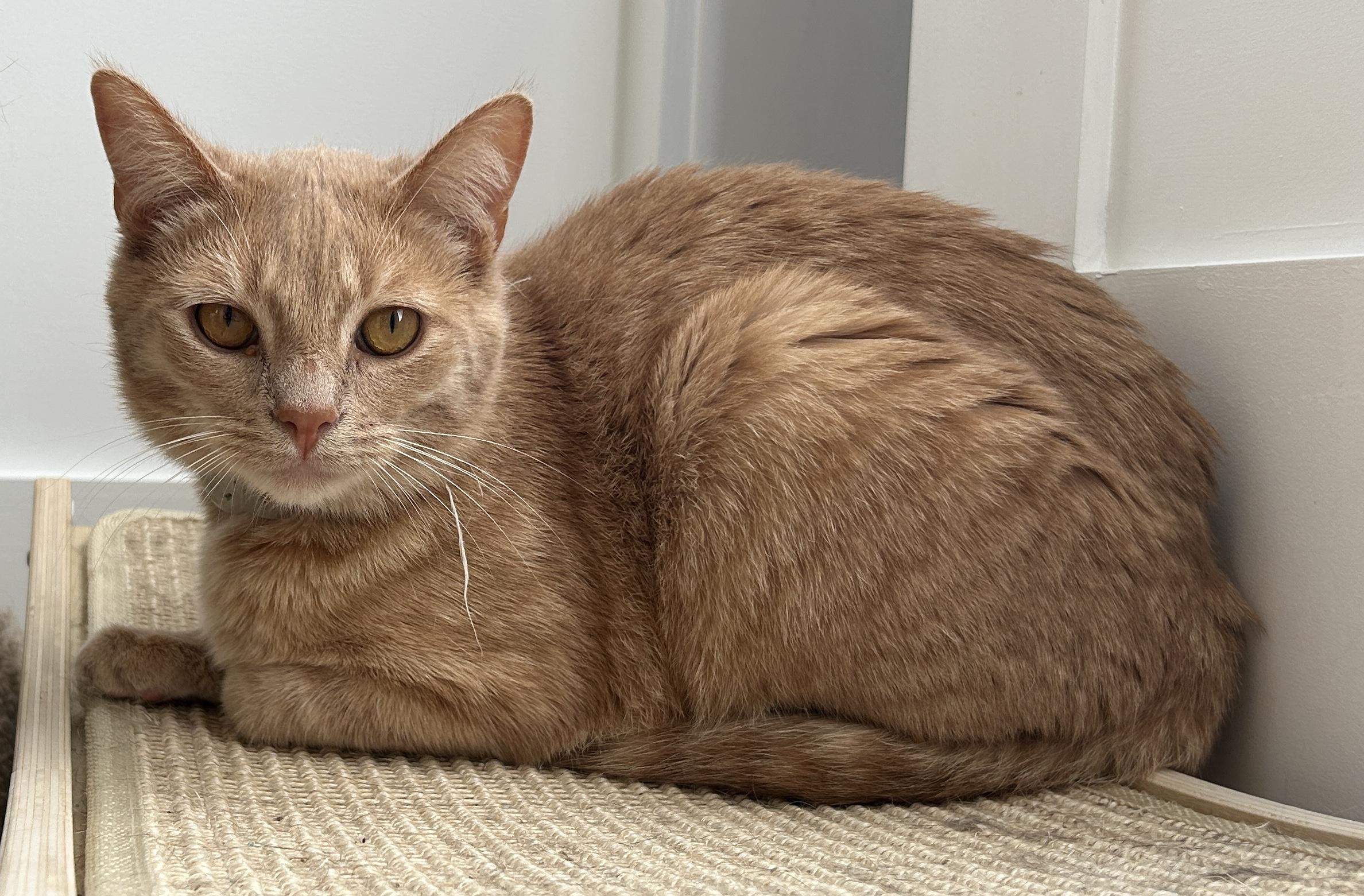 Enlarge Beamer (bonded with Lexus), a Adopted Domestic Short Hair in San Francisco, CA image 4/6