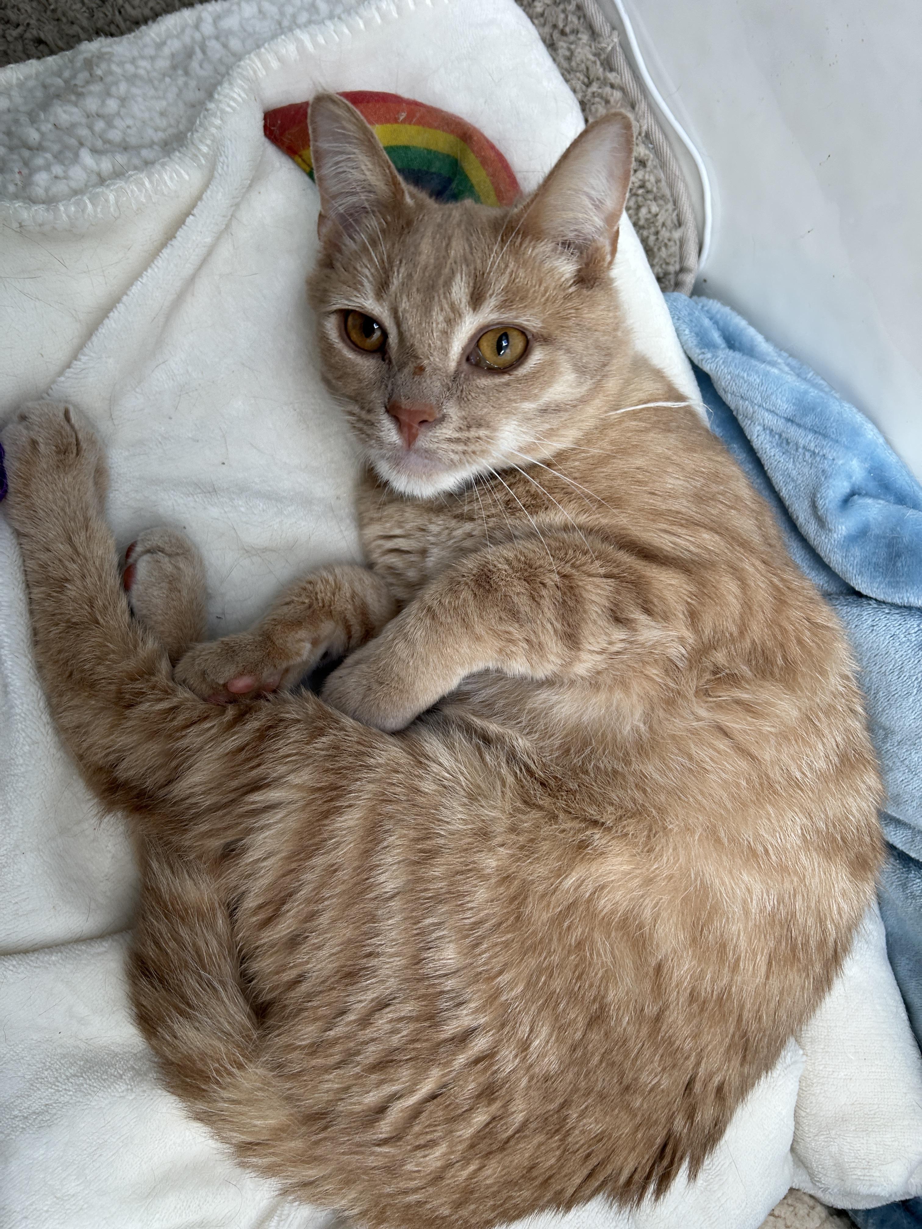 Enlarge Beamer (bonded with Lexus), a Adopted Domestic Short Hair in San Francisco, CA image 5/6