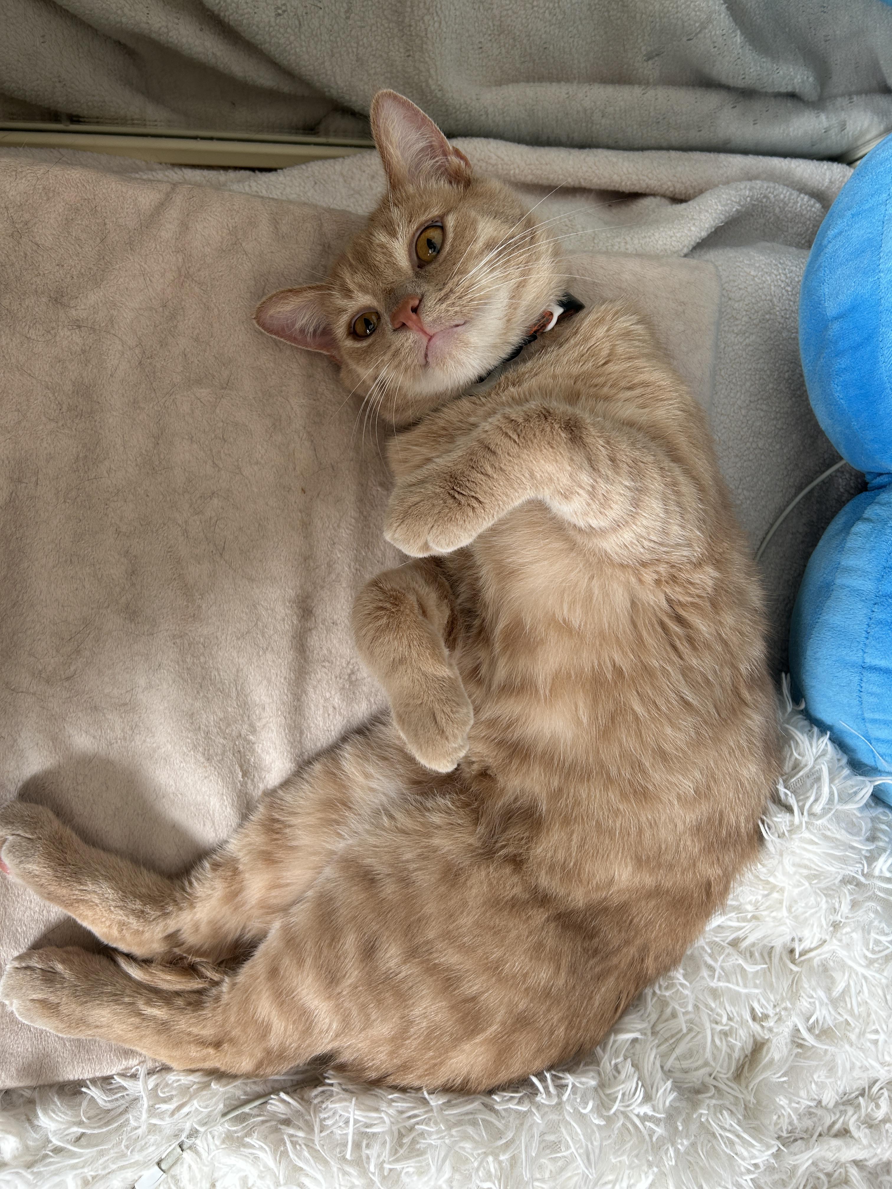 Enlarge Beamer (bonded with Lexus), a Adopted Domestic Short Hair in San Francisco, CA image 6/6