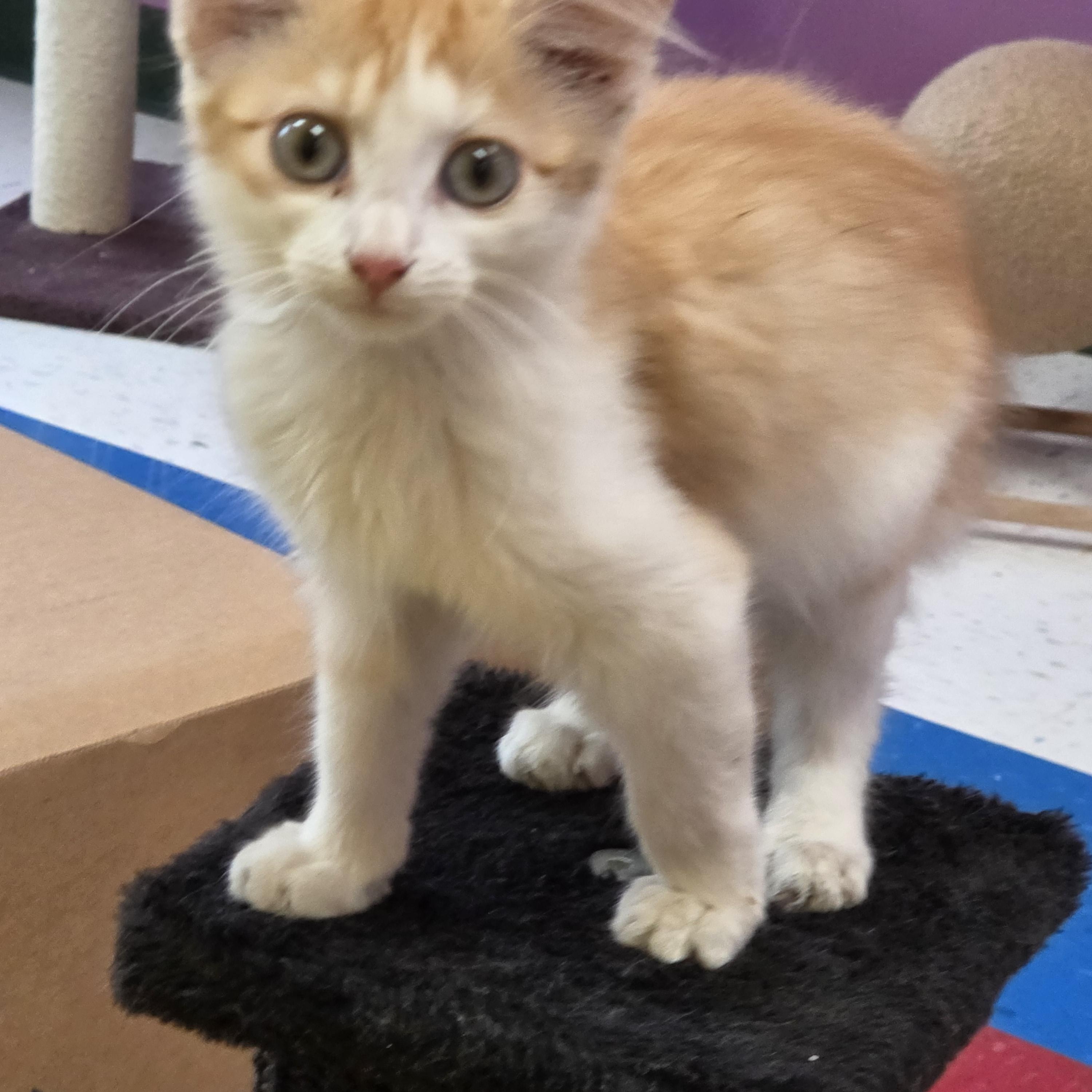 Lil Bit, Adoptable, Young Female Domestic Short Hair.