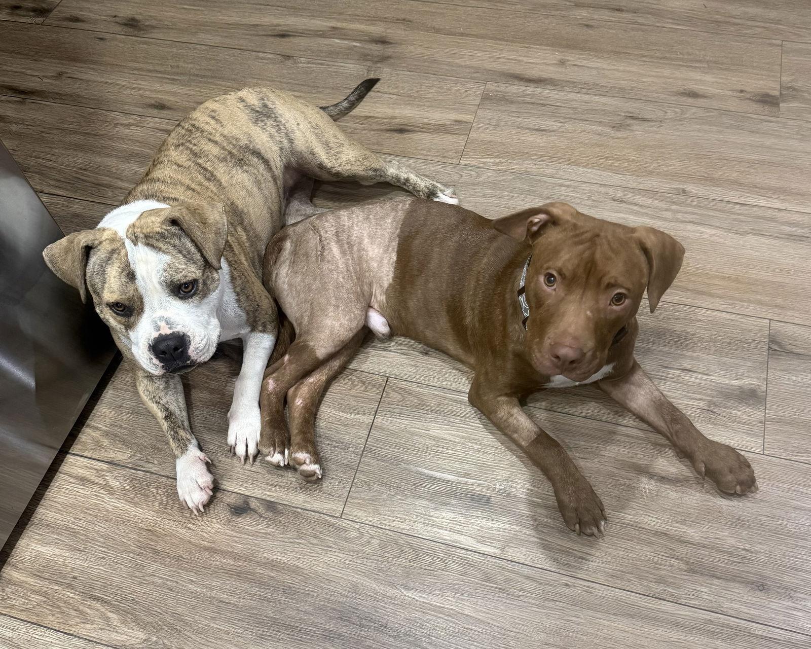 Gus, Adoptable, Young Male Chocolate Labrador Retriever & Pit Bull Terrier.