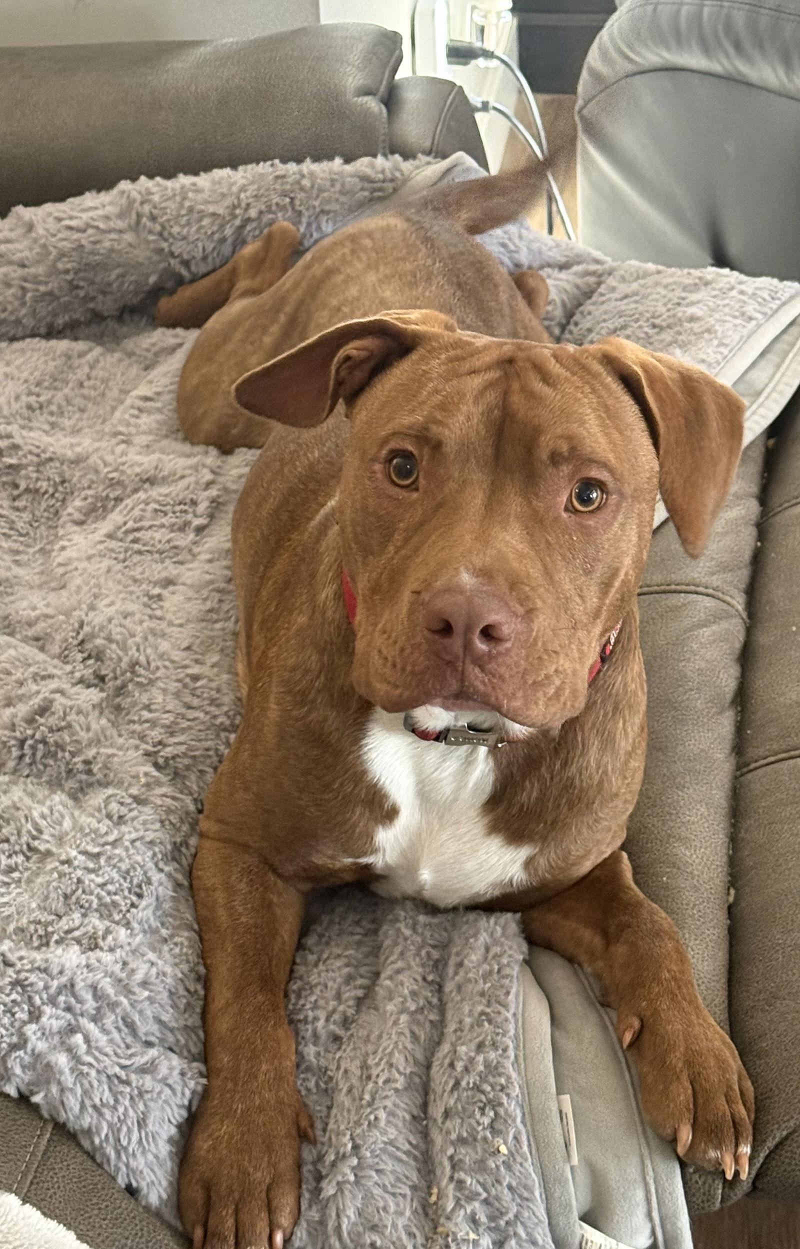 Gus, Adoptable, Young Male Chocolate Labrador Retriever & Pit Bull Terrier.