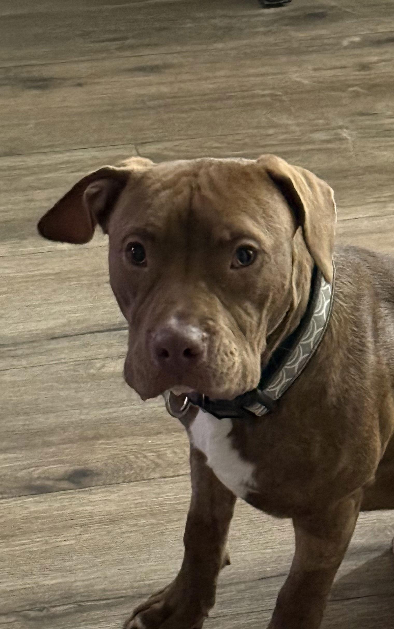 Gus, a Adoptable mixed breed in O'Fallon, MO image 2/3