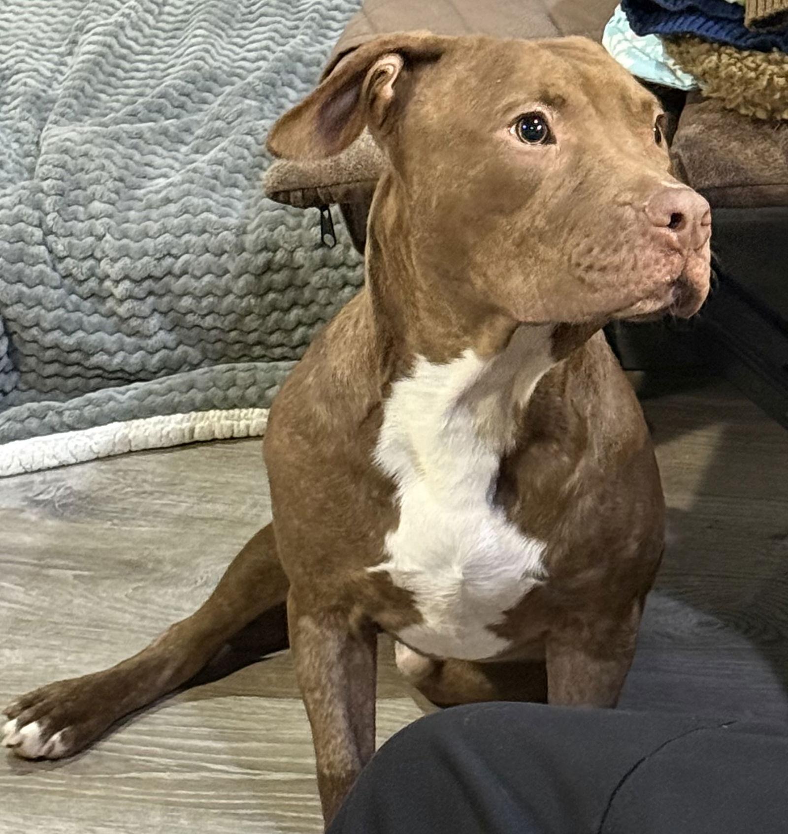 Gus, a Adoptable mixed breed in O'Fallon, MO image 3/3