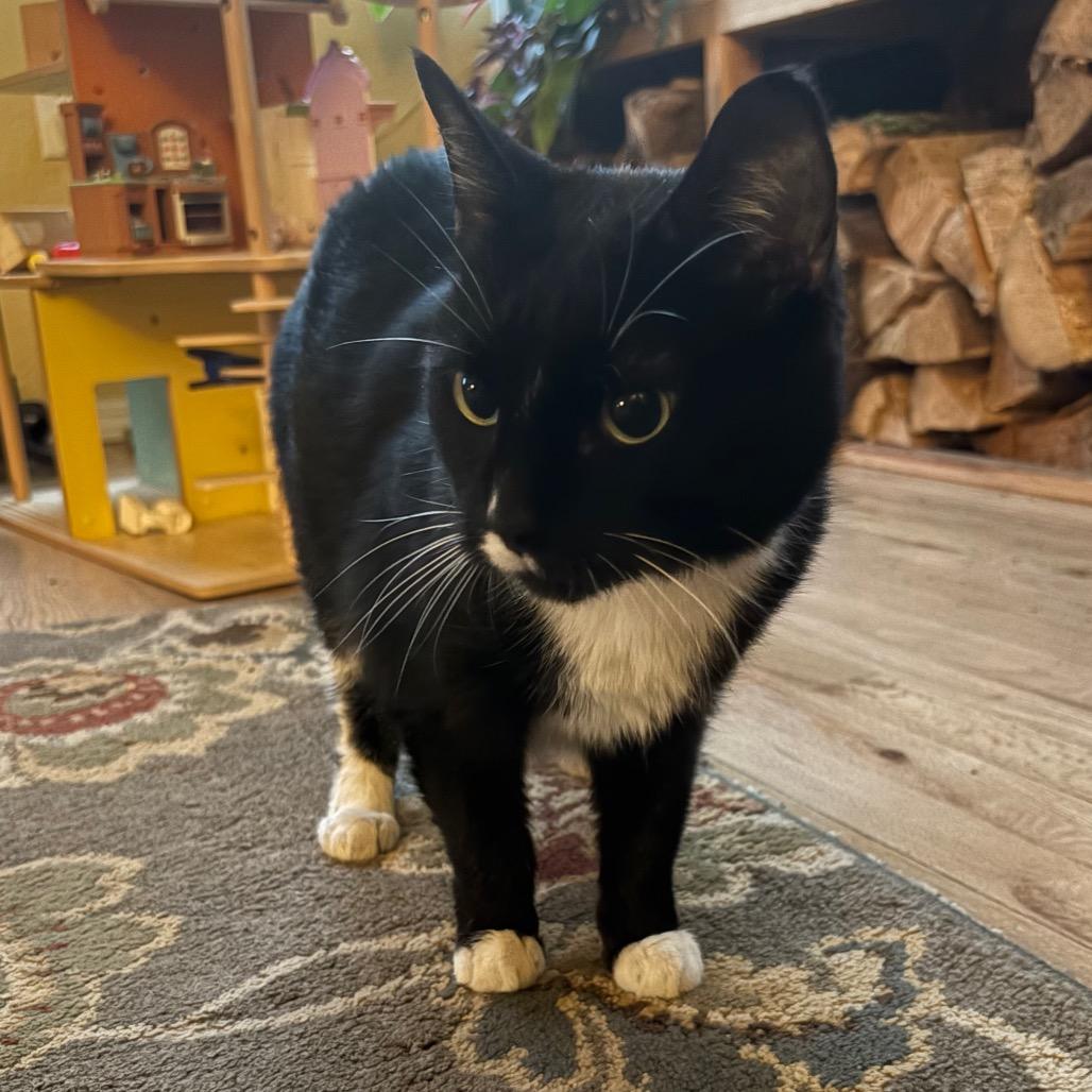 Julia Jacklin, a Adoptable Domestic Short Hair in Washougal, WA image 1/6