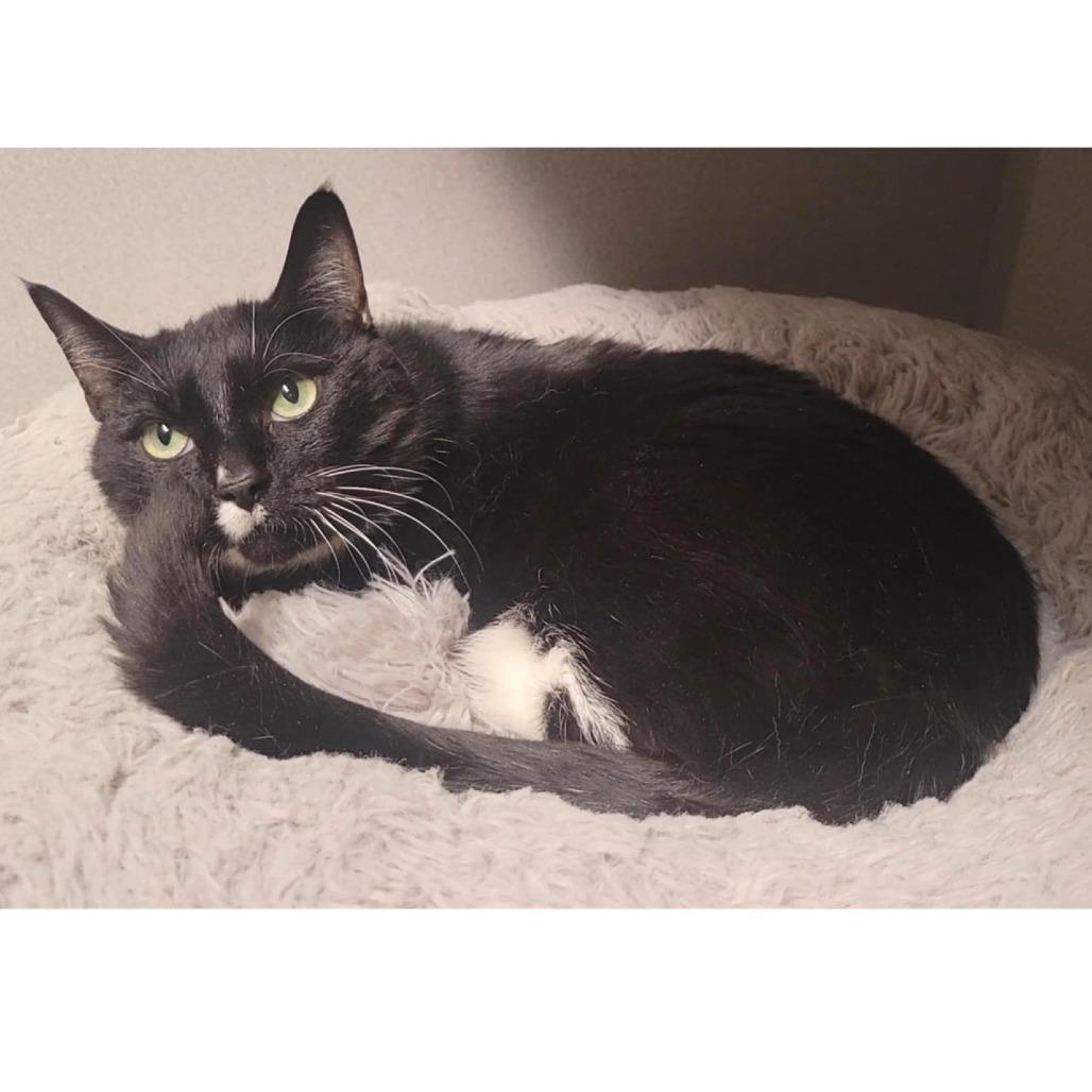 Enlarge Julia Jacklin, a Adoptable Domestic Short Hair in Washougal, WA image 1/3