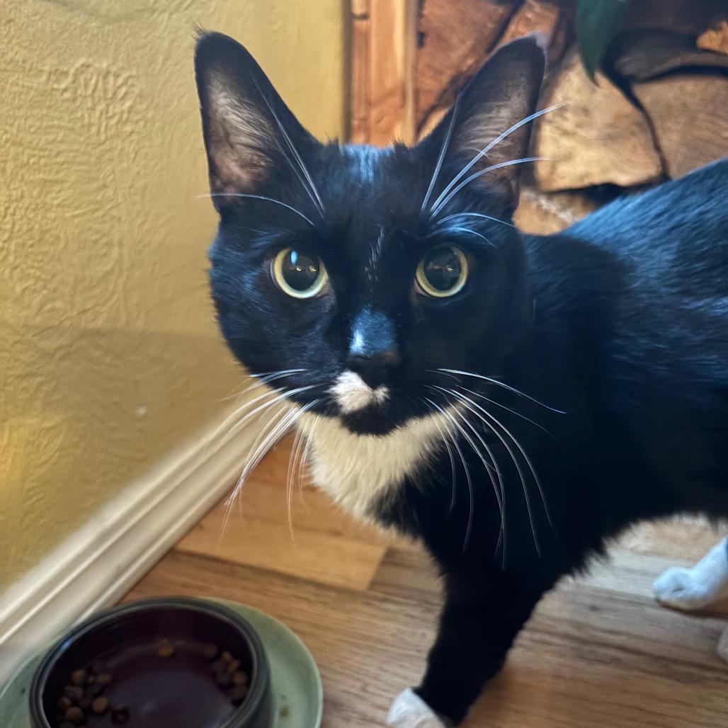 Julia Jacklin, a Adoptable Domestic Short Hair in Washougal, WA image 2/6