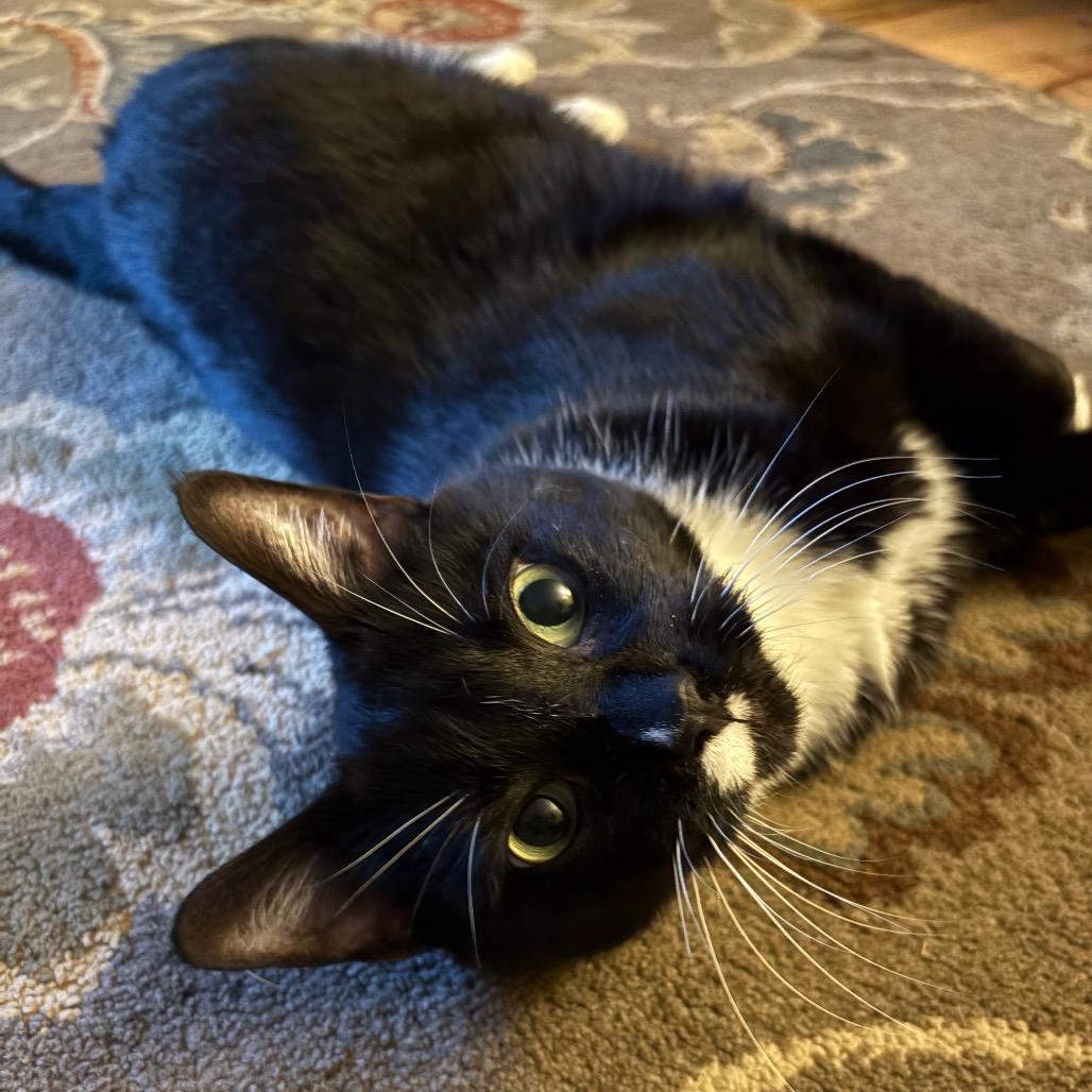 Julia Jacklin, a Adoptable Domestic Short Hair in Washougal, WA image 3/6