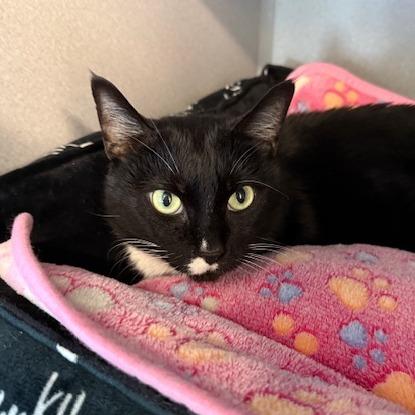 Enlarge Julia Jacklin, a Adoptable Domestic Short Hair in Washougal, WA image 1/3