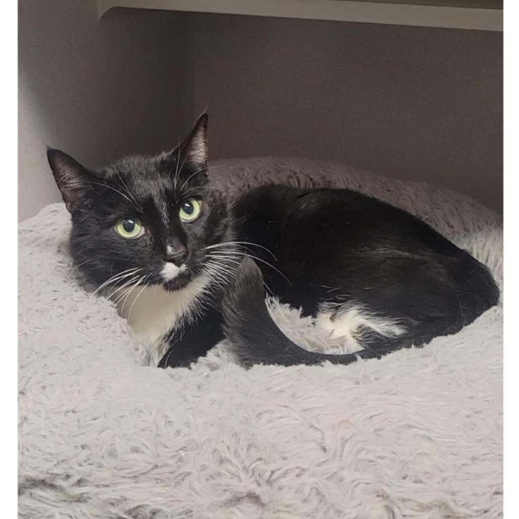 Enlarge Julia Jacklin, a Adoptable Domestic Short Hair in Washougal, WA image 2/3