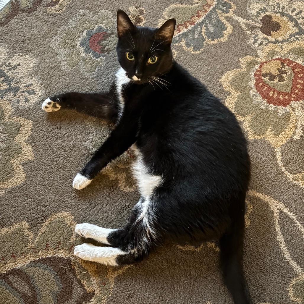 Julia Jacklin, a Adoptable Domestic Short Hair in Washougal, WA image 5/6